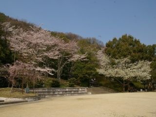 八幡公園の桜写真１
