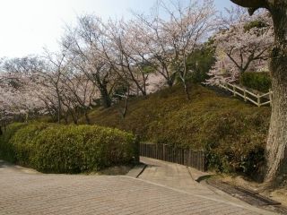 八幡公園の桜写真２