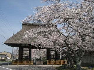 新宮神社の桜写真１