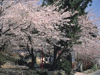 延命公園（滋賀県）の桜写真１