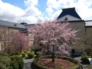 京都府庁旧本館の桜写真１