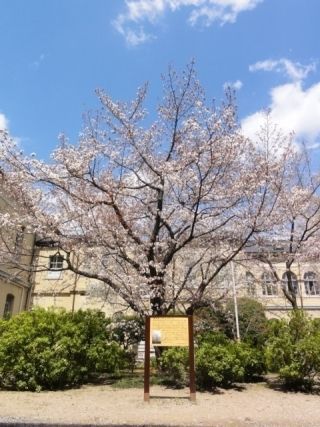 京都府庁旧本館の桜写真２