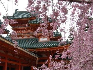 平安神宮の桜写真２