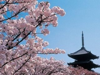仁和寺の御室桜写真２