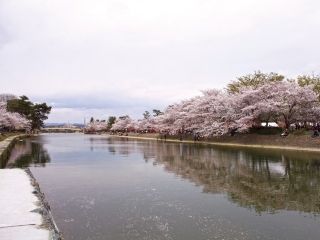宇治橋上流の桜写真２