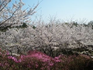 鴻ノ巣山・鴻ノ巣山運動公園の桜写真１