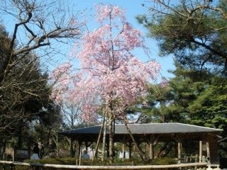 鴻ノ巣山・鴻ノ巣山運動公園の桜写真２