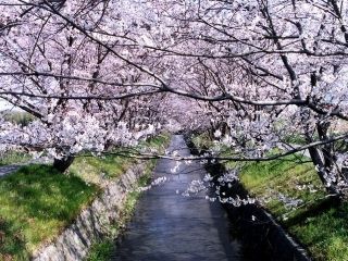 虚空蔵谷川の桜写真１