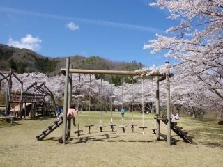 大野ダム公園の桜写真２