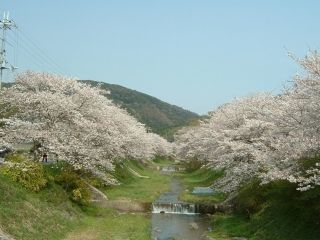 玉川堤の桜写真１