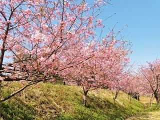 椿坂の河津桜写真１