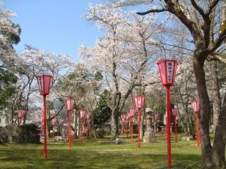 板列公園の桜写真２