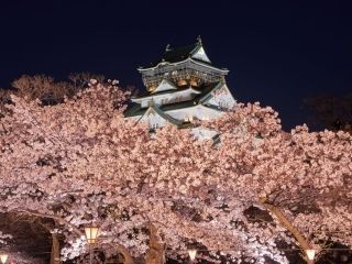 大阪城公園の桜写真１