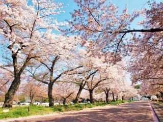 万博記念公園の桜写真２