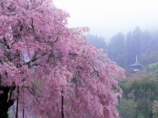 勝尾寺の桜写真２