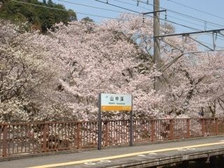 山中渓の桜写真１