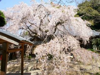 山中渓の桜写真２