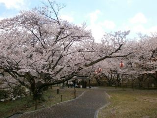 永楽ダムの桜写真２