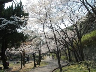 須磨浦公園の桜写真１