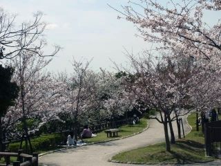 須磨浦公園の桜写真２