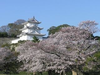 明石公園（兵庫県）の桜写真２