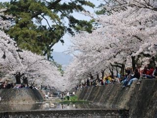 夙川河川敷緑地の桜写真１
