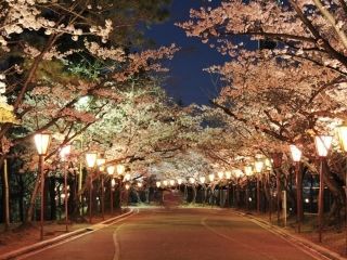 日岡山公園の桜写真２
