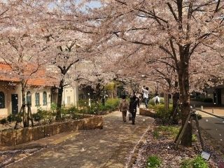 花のみちの桜写真１