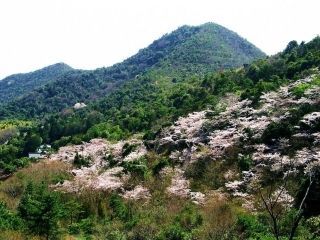 鹿島・扇平自然公園の桜写真２