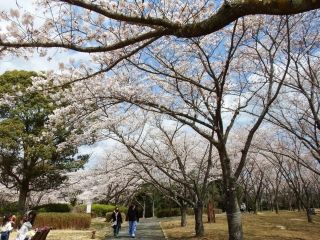 県立播磨中央公園の桜写真２