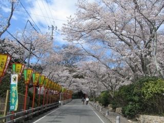 龍野公園の桜写真１