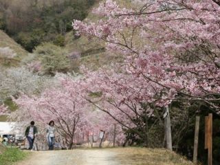 かみかわ桜の山・桜華園の桜写真１