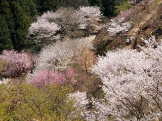 かみかわ桜の山・桜華園の桜写真２
