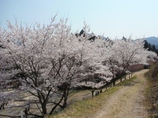 かみかわ桜の山・桜華園の写真３