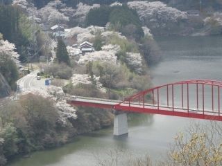 月ヶ瀬湖畔の桜写真２