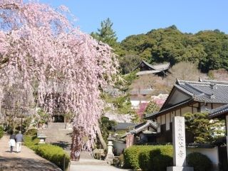 長谷寺の桜写真１