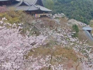 長谷寺の桜写真２