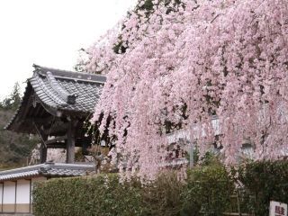 大野寺のしだれ桜写真１