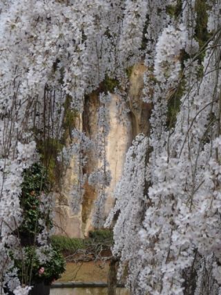 大野寺のしだれ桜写真２