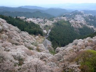 吉野山の桜写真１