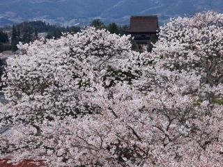 吉野山の桜写真２