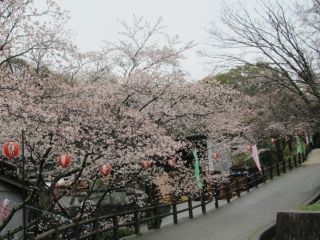 亀池公園の桜写真２