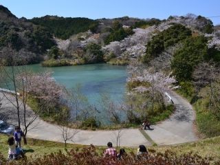 動鳴気峡の桜写真１