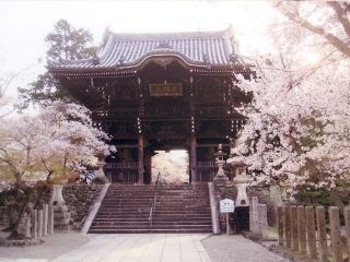 粉河寺の桜写真２