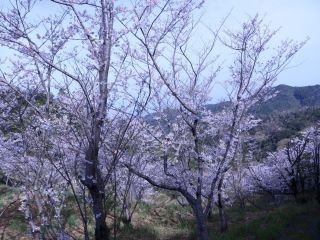 西山千本桜写真１