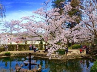 打吹公園の桜写真１