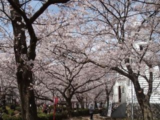 境台場公園の桜写真２