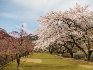 船上山万本桜公園の桜写真２