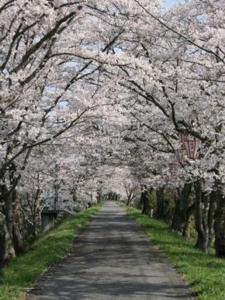 城山公園・法勝寺川土手の桜写真１