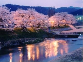 城山公園・法勝寺川土手の桜写真２